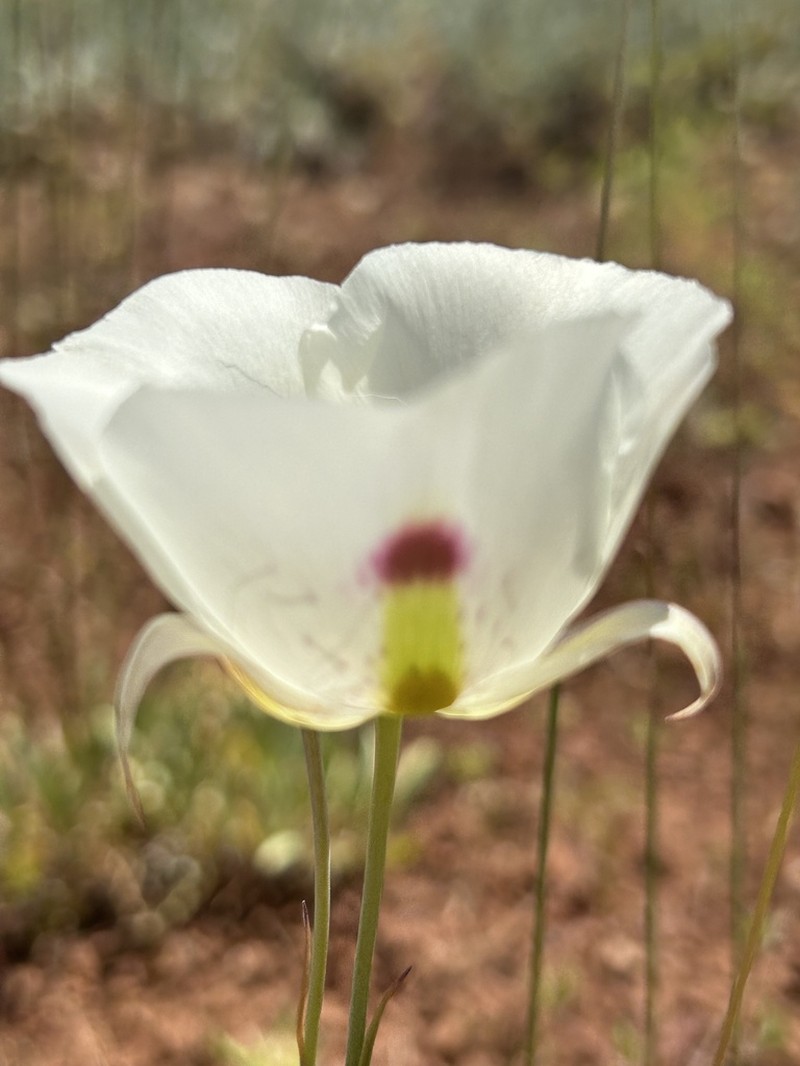 White Mariposa Lily photo 2