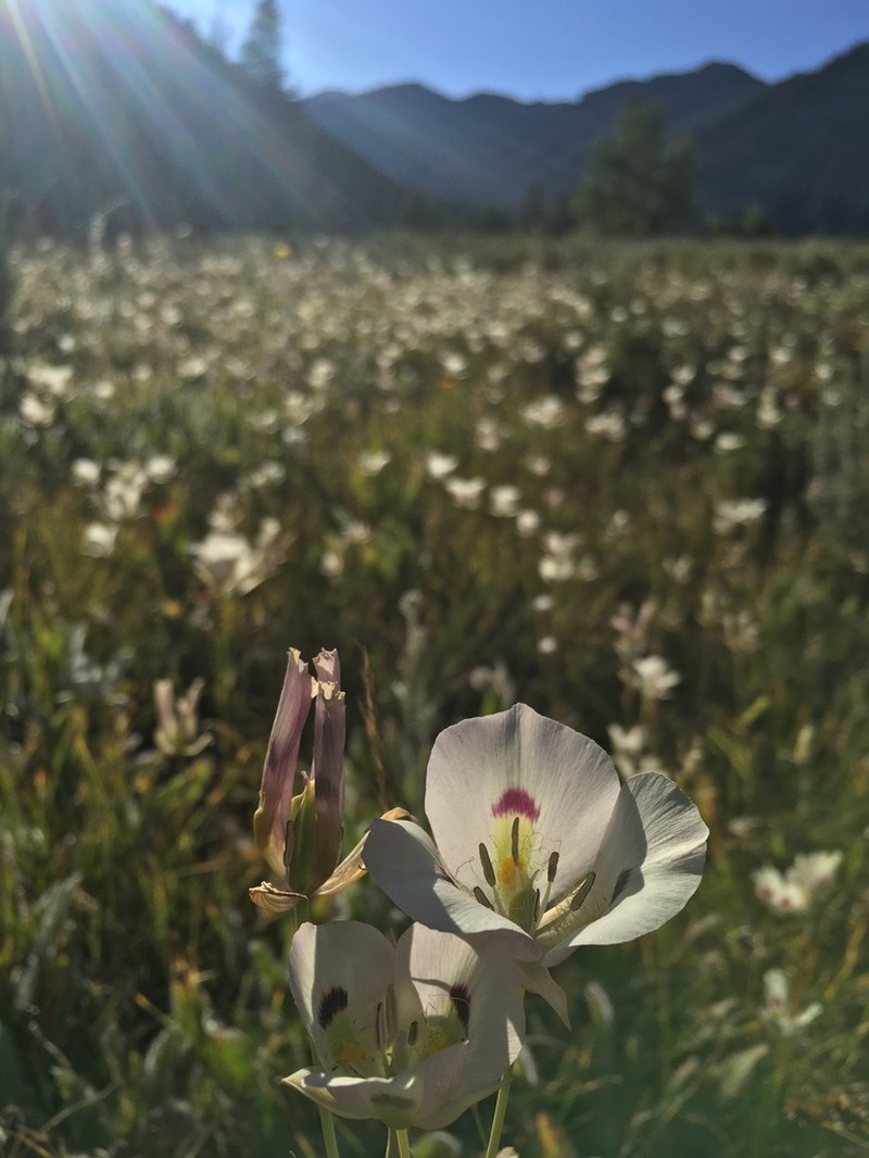 White Mariposa Lily photo 3
