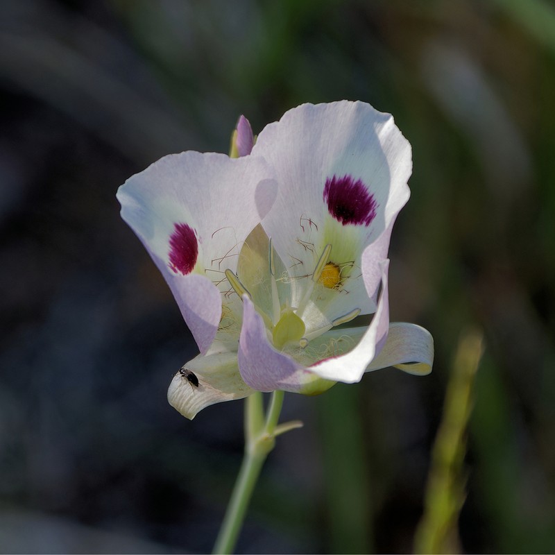 White Mariposa Lily photo 4