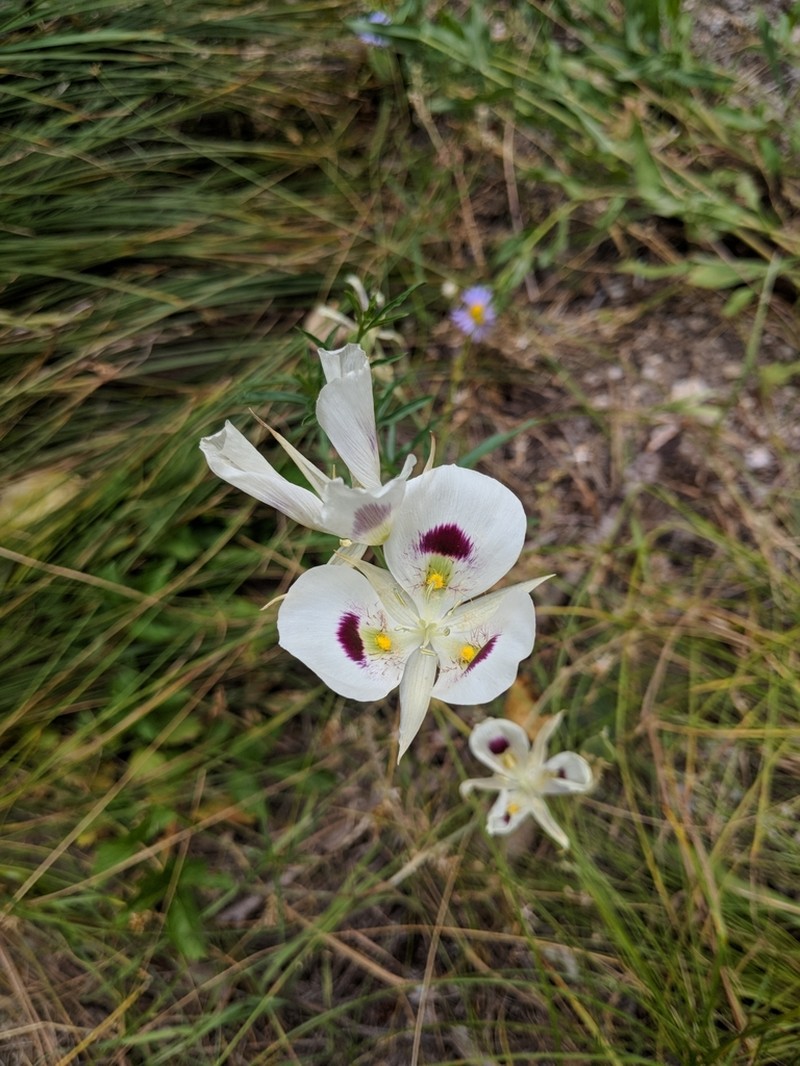 White Mariposa Lily photo 5
