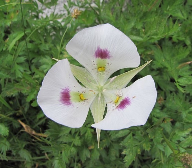 White Mariposa Lily photo 6
