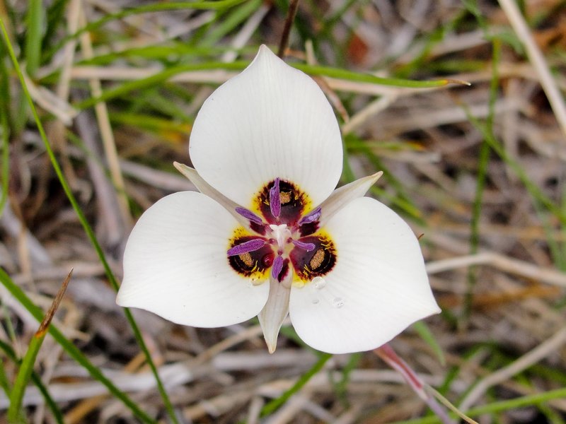 Inyo County Star-Tulip