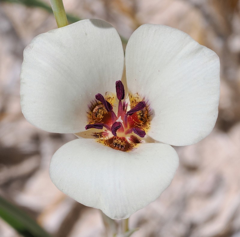Inyo County Star-Tulip photo 3