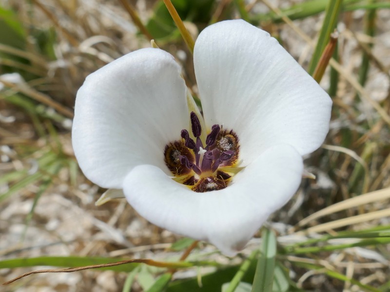 Inyo County Star-Tulip photo 4