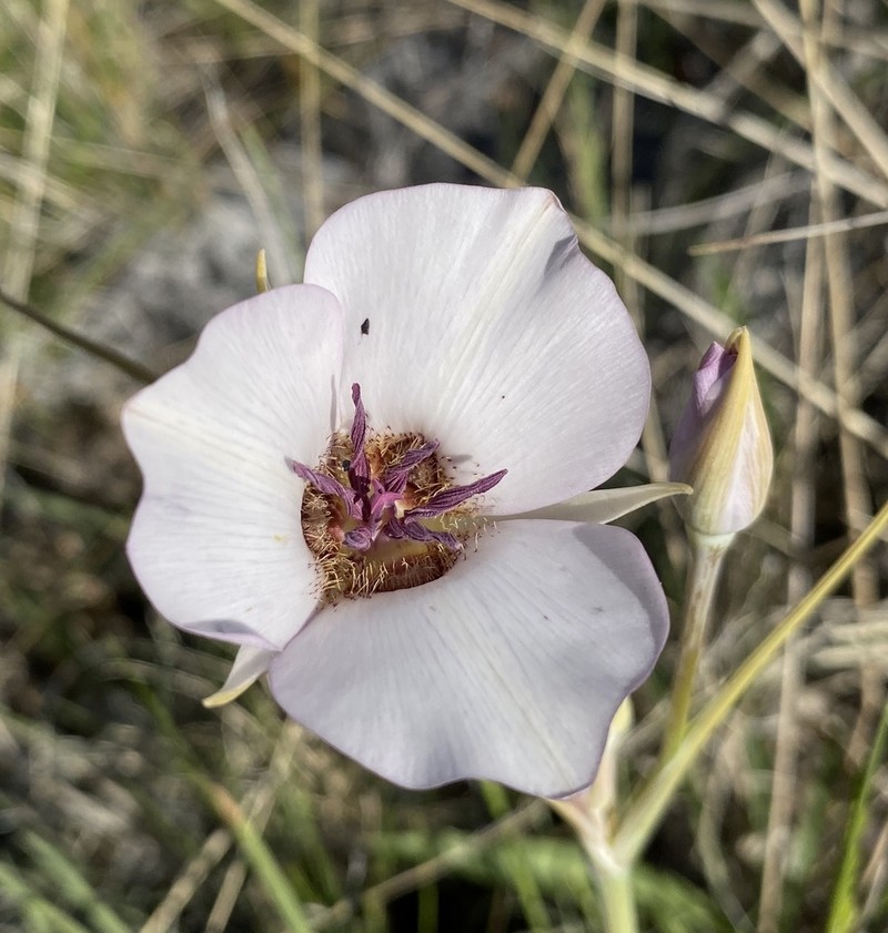 Inyo County Star-Tulip photo 5