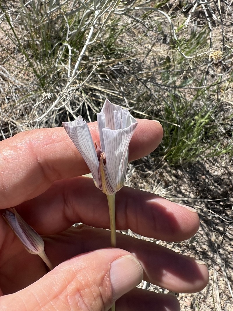 Inyo County Star-Tulip photo 6