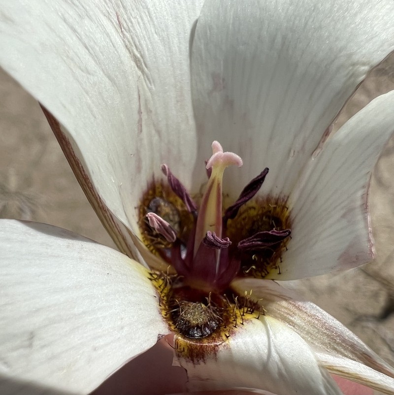 Inyo County Star-Tulip photo 7