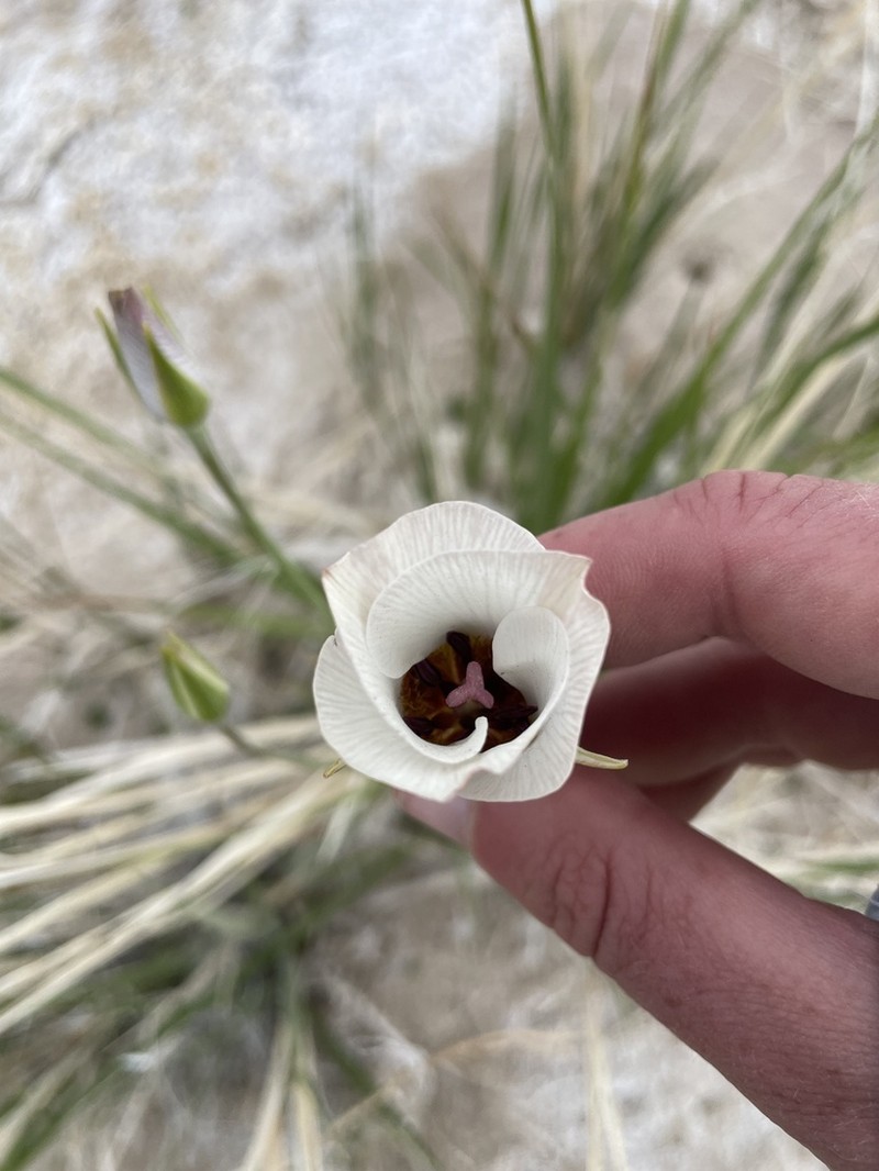 Inyo County Star-Tulip photo 8