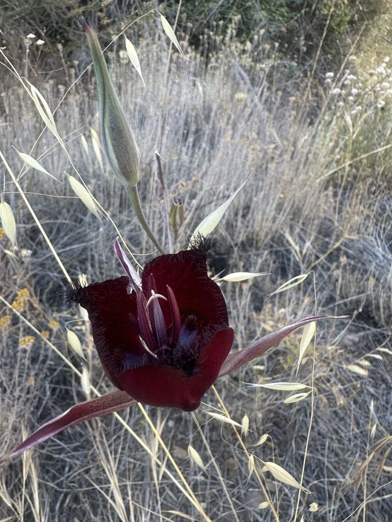 Calochortus fimbriatus