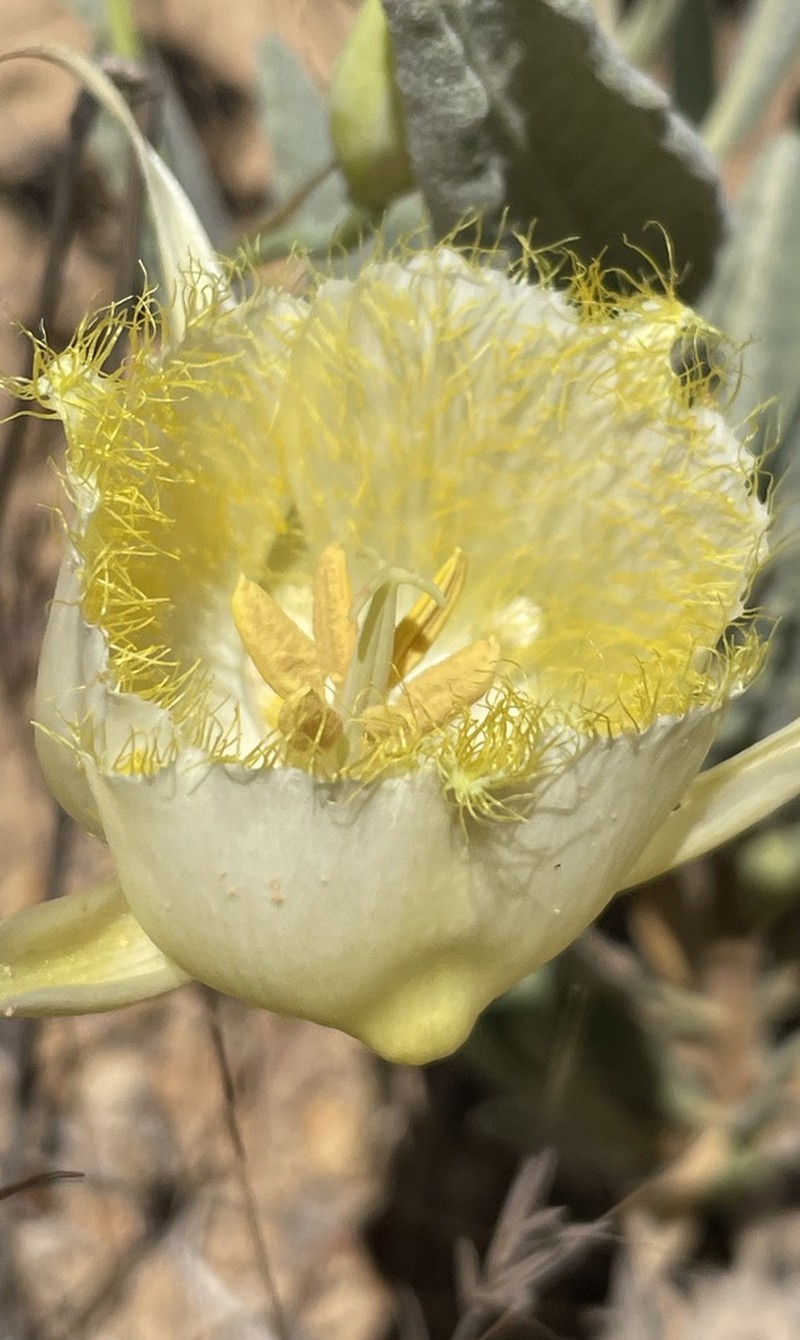 Calochortus fimbriatus photo 2