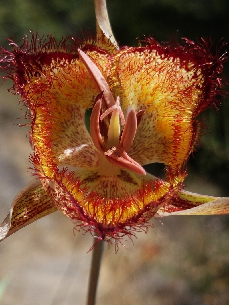 Calochortus fimbriatus photo 4