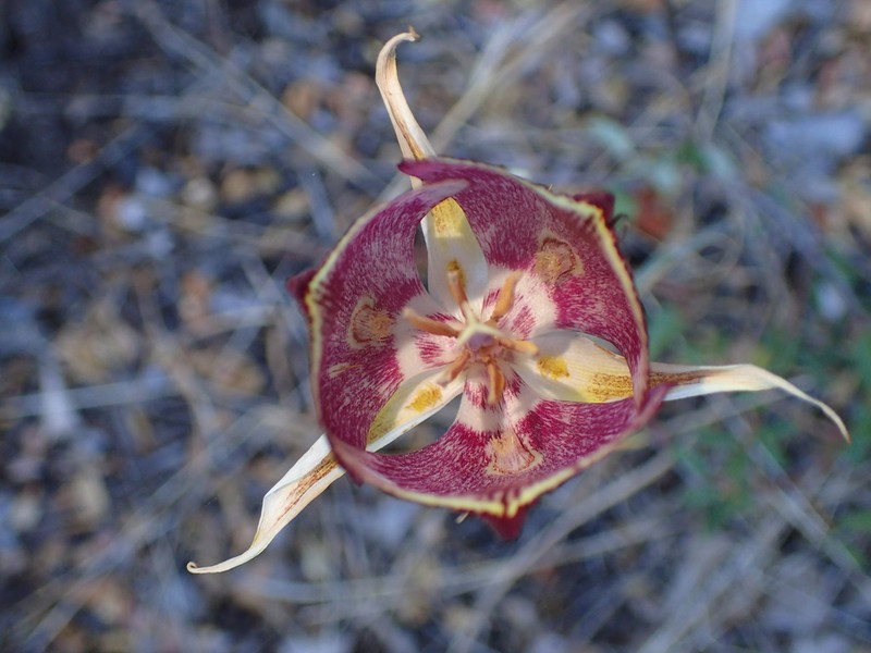 Calochortus fimbriatus photo 5