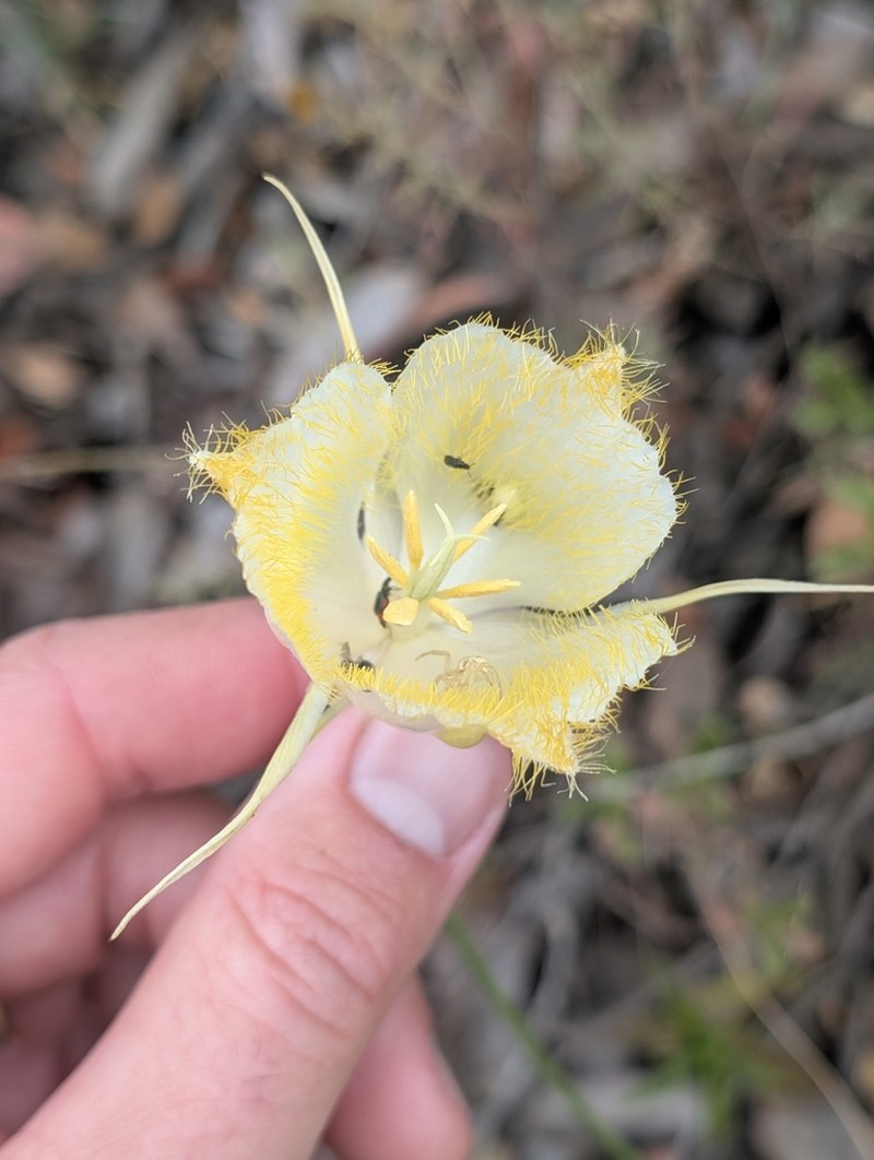 Calochortus fimbriatus photo 6