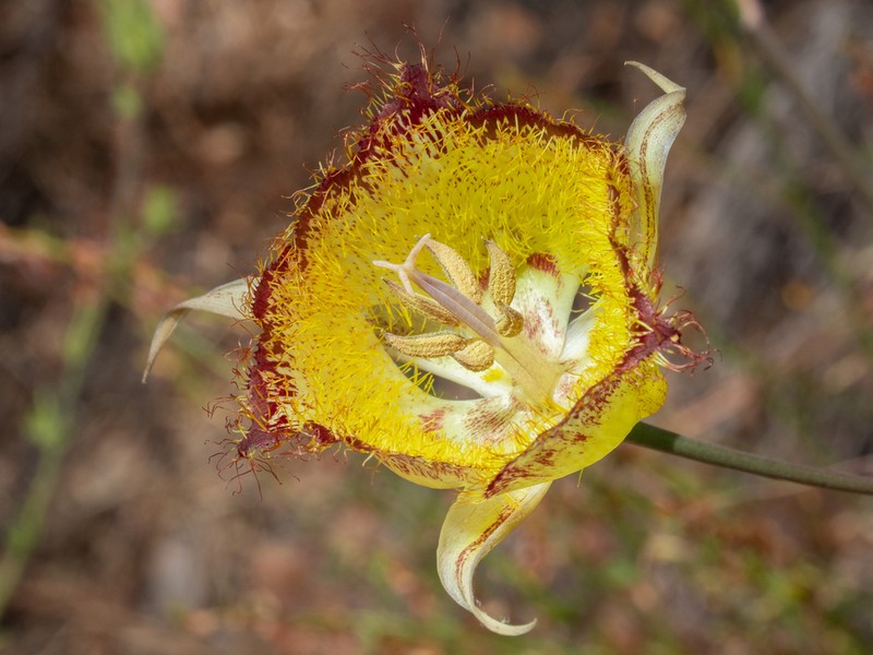 Calochortus fimbriatus photo 8