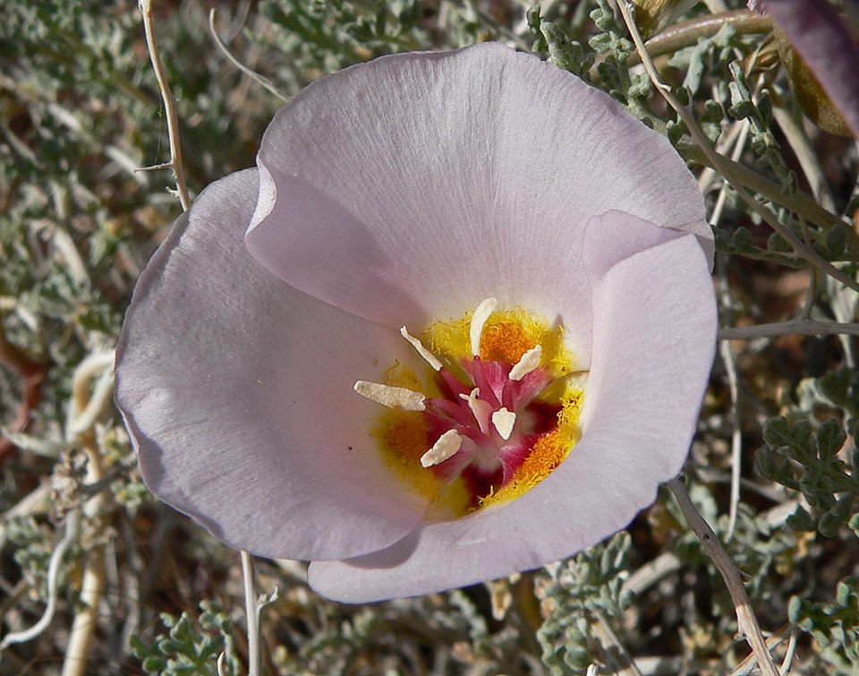 Winding Mariposa Lily