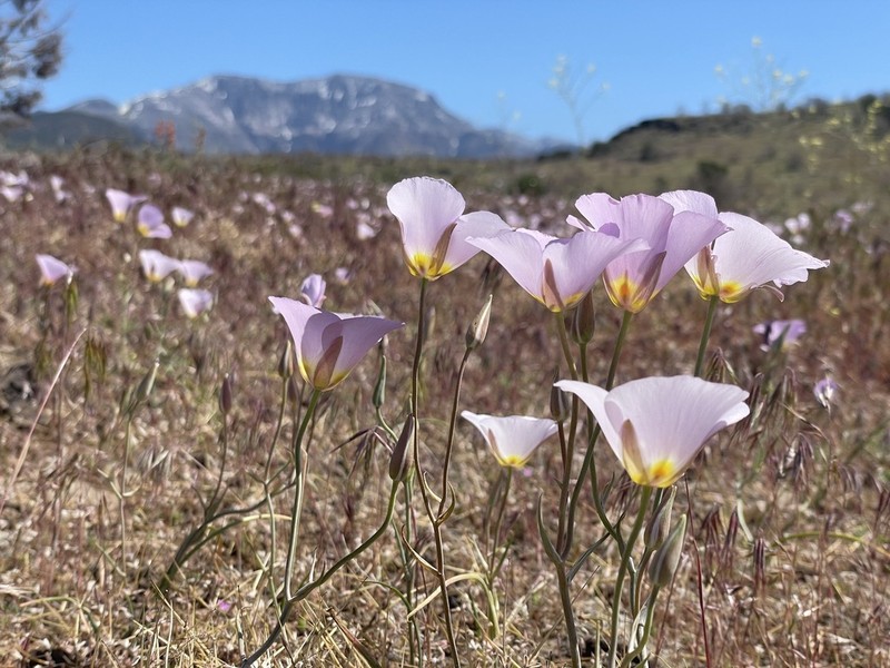 Winding Mariposa Lily photo 3