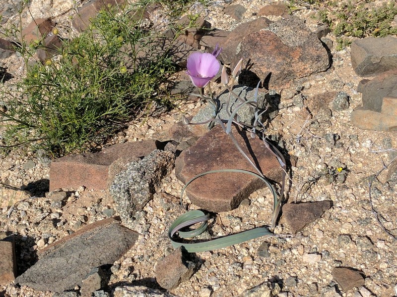 Winding Mariposa Lily photo 4