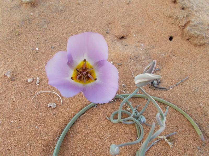 Winding Mariposa Lily photo 5