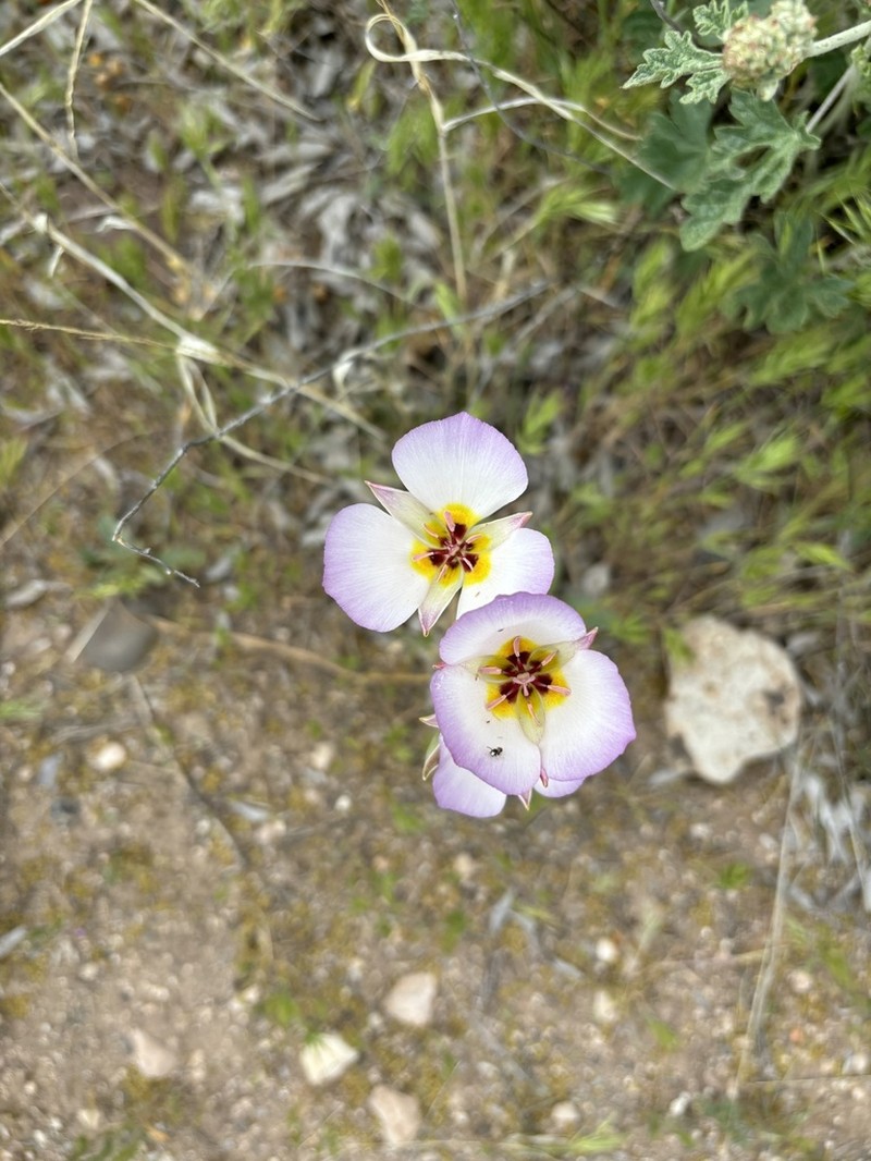 Winding Mariposa Lily photo 6