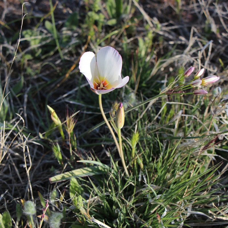 Winding Mariposa Lily photo 7