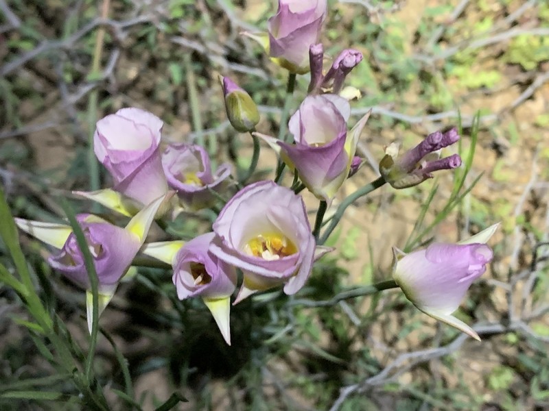 Winding Mariposa Lily photo 8