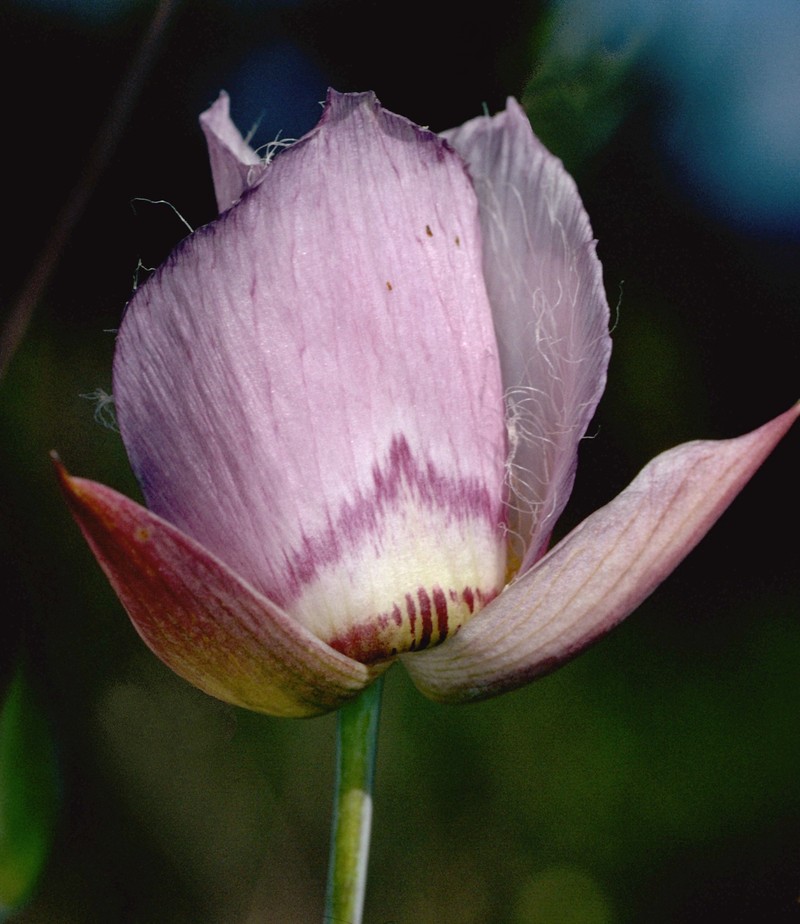 Greene's Mariposa Lily