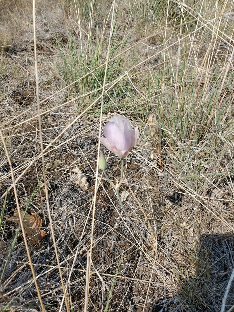 Greene's Mariposa Lily photo 2