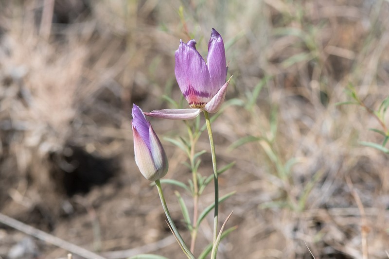 Greene's Mariposa Lily photo 3