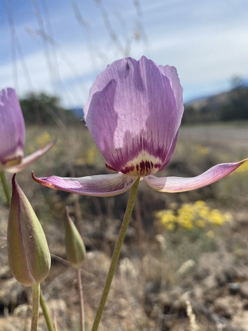 Greene's Mariposa Lily photo 4