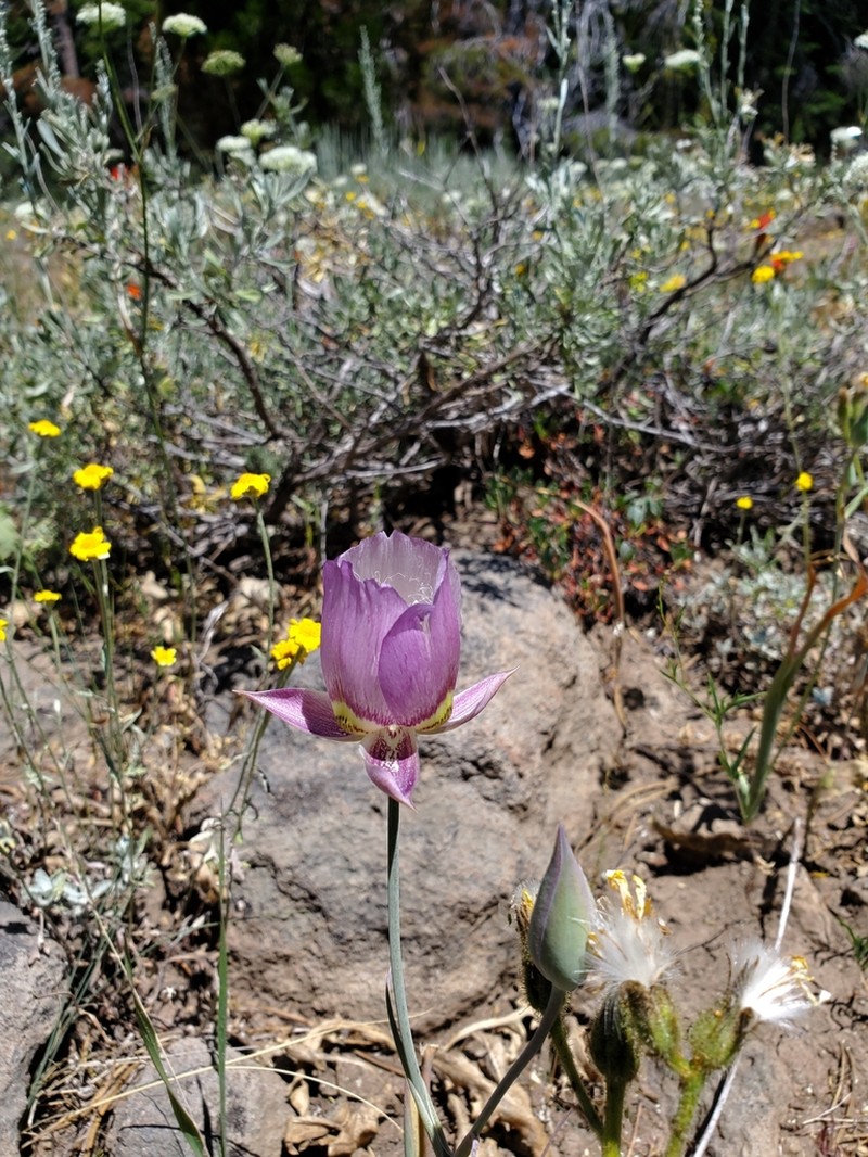 Greene's Mariposa Lily photo 5