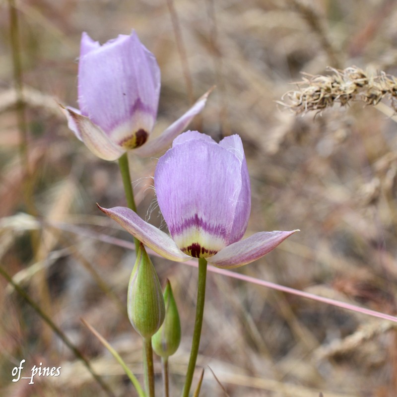 Greene's Mariposa Lily photo 7
