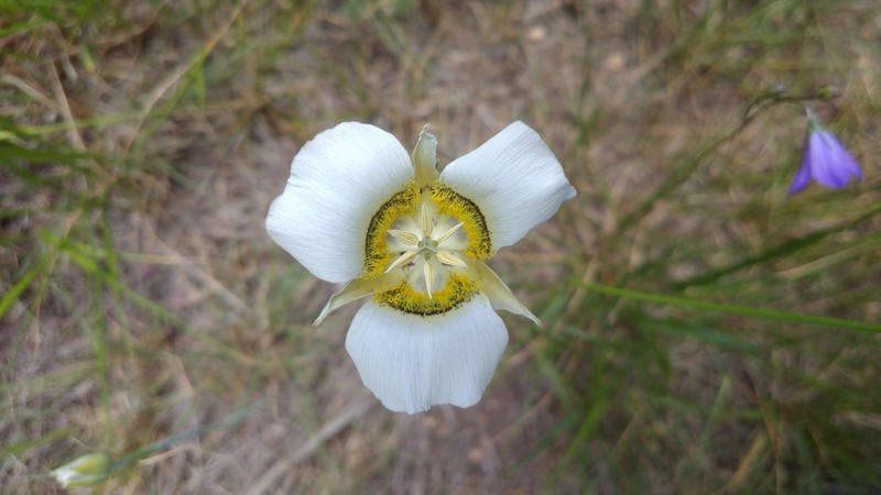 Gunnison's Mariposa Lily photo 2