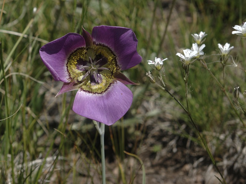 Gunnison's Mariposa Lily