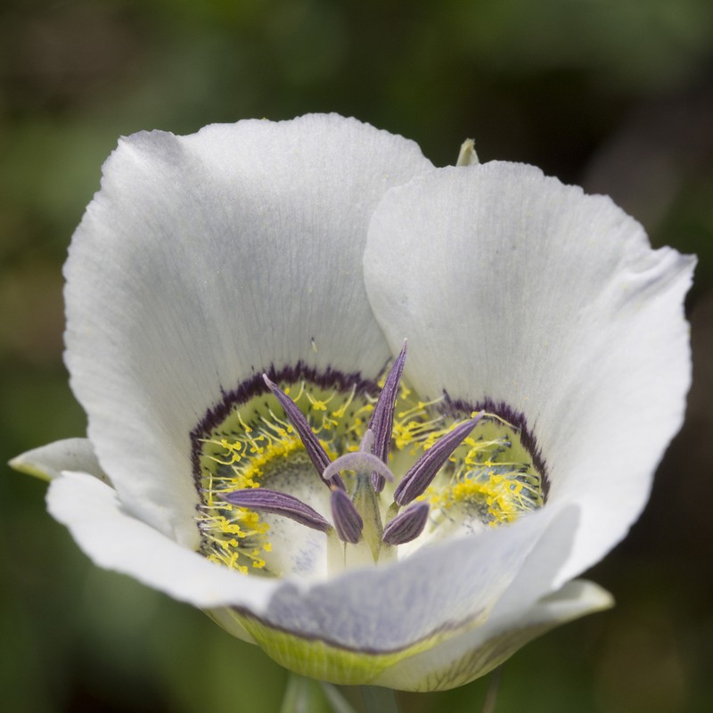 Gunnison's Mariposa Lily photo 3