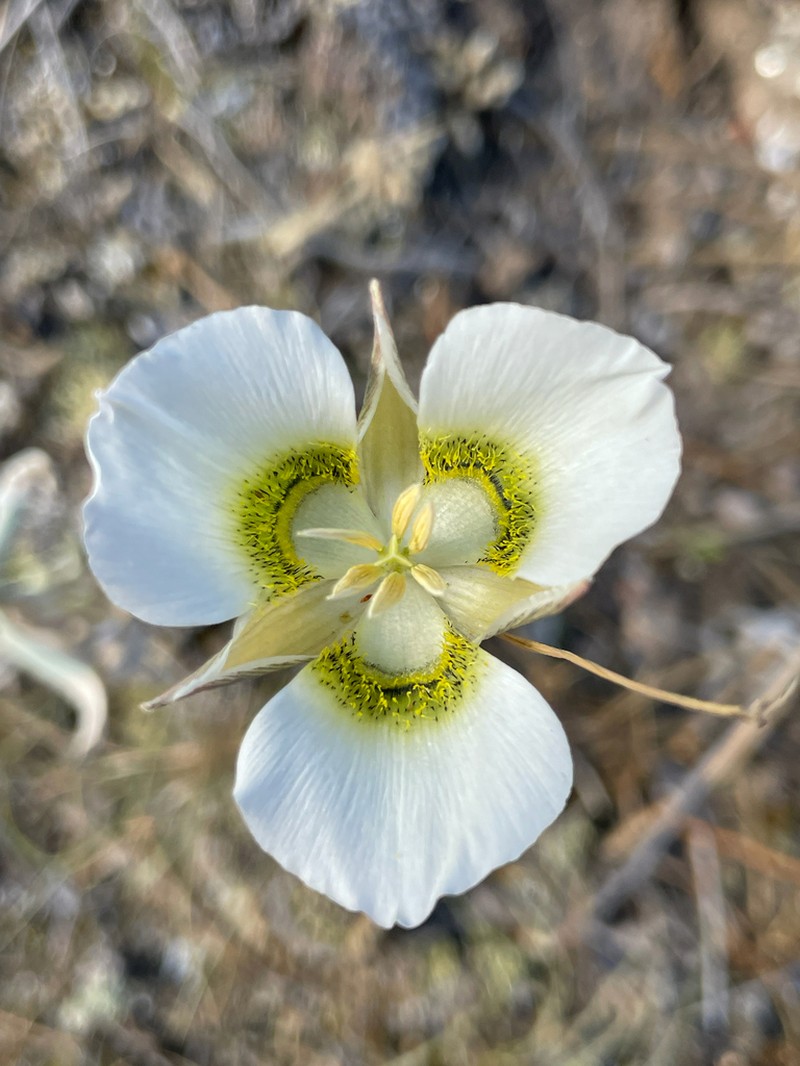 Gunnison's Mariposa Lily photo 4