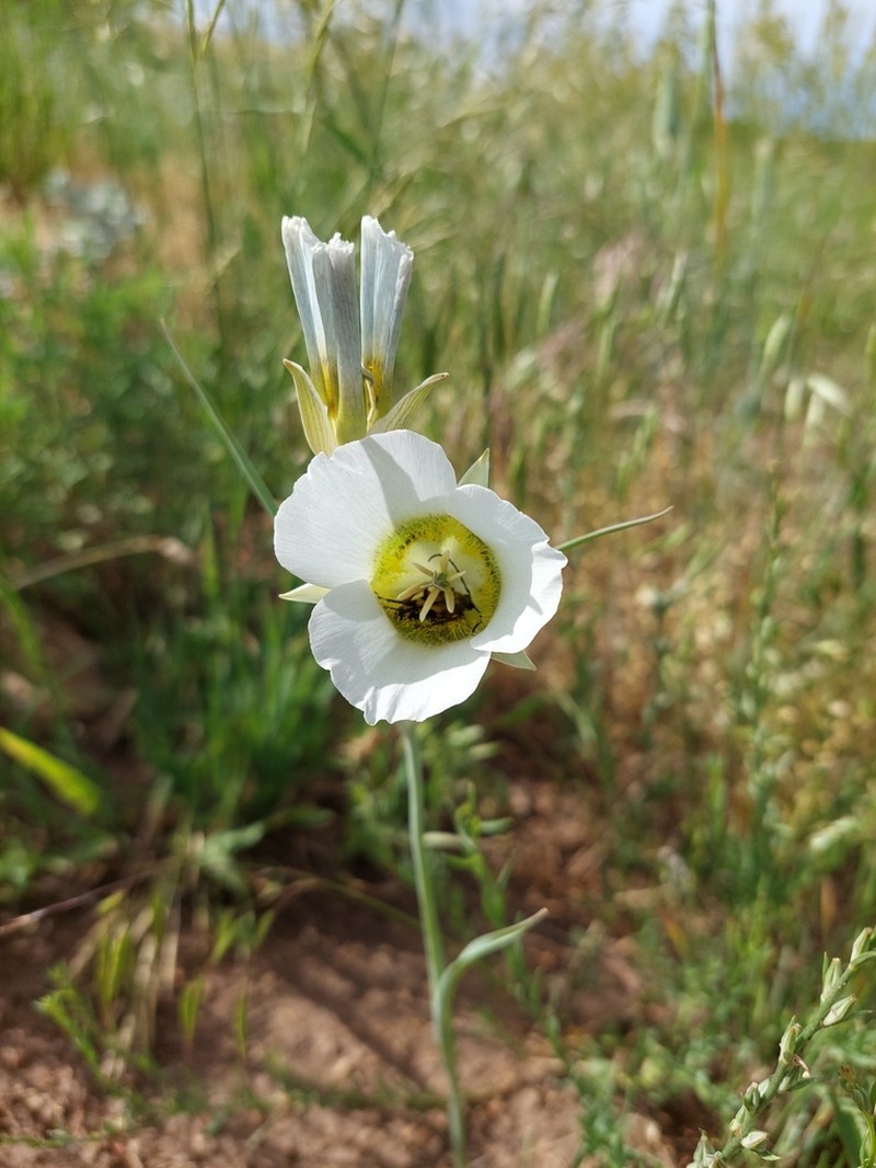 Gunnison's Mariposa Lily photo 5
