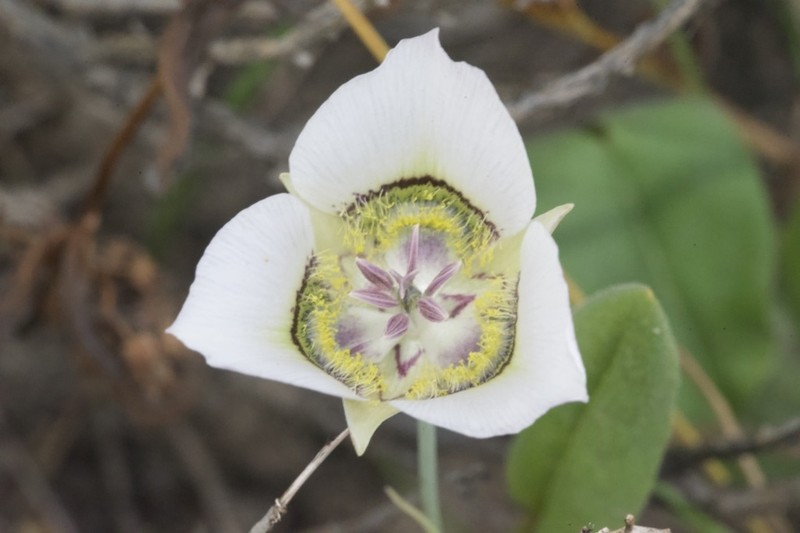 Gunnison's Mariposa Lily photo 6