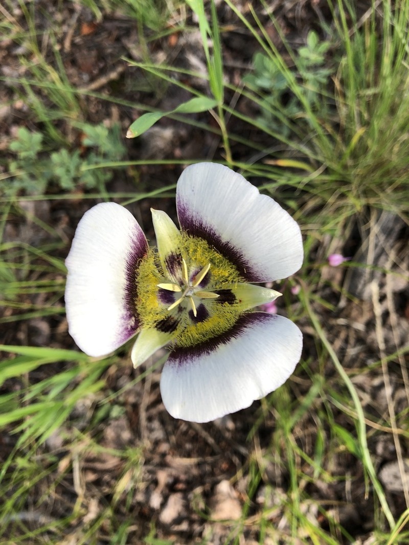Gunnison's Mariposa Lily photo 7