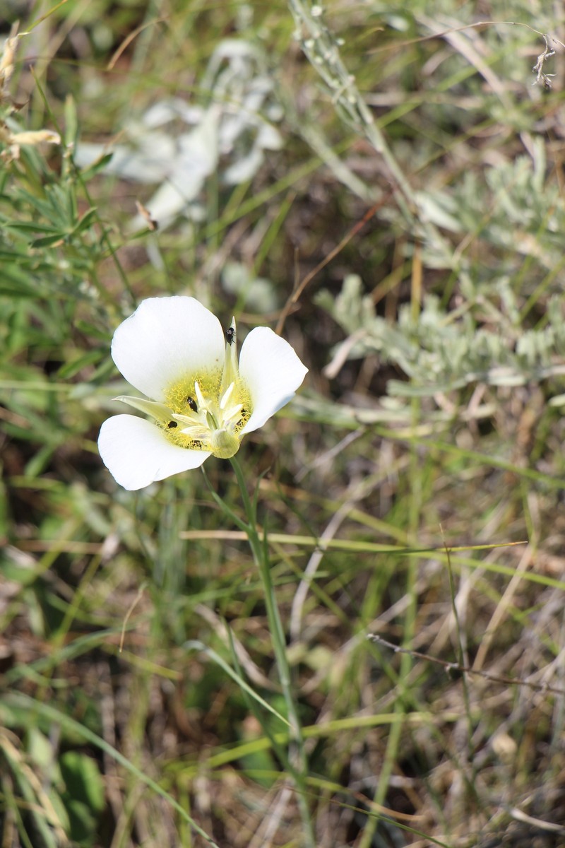 Calochortus gunnisonii var. gunnisonii