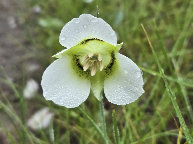 Calochortus gunnisonii var. gunnisonii photo 2