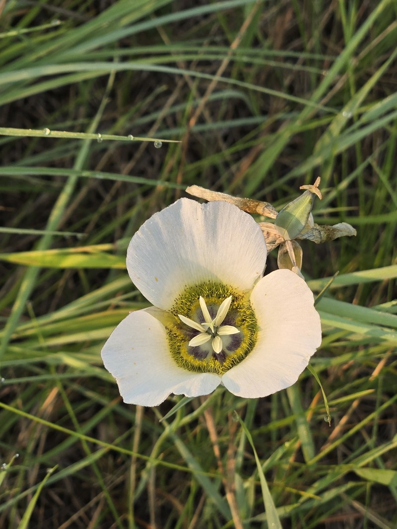 Calochortus gunnisonii var. gunnisonii photo 3