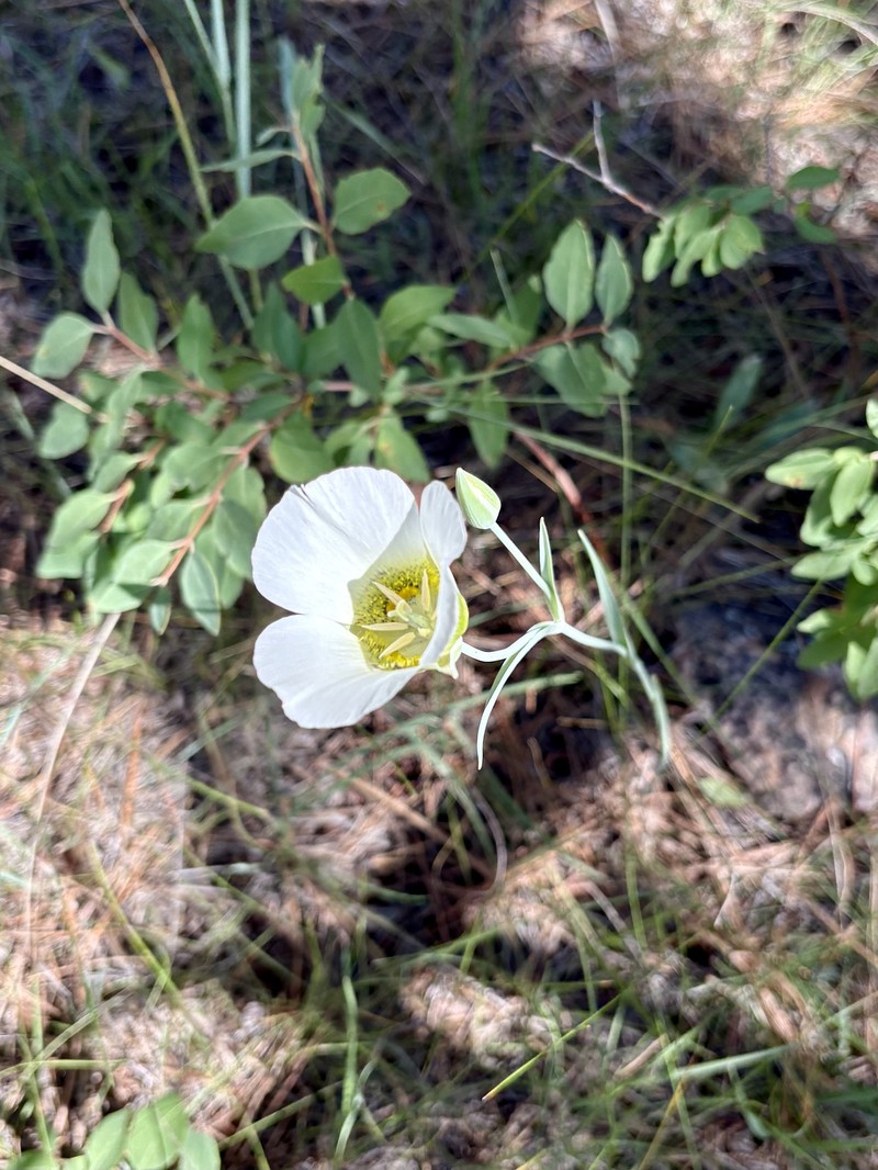 Calochortus gunnisonii var. gunnisonii photo 4