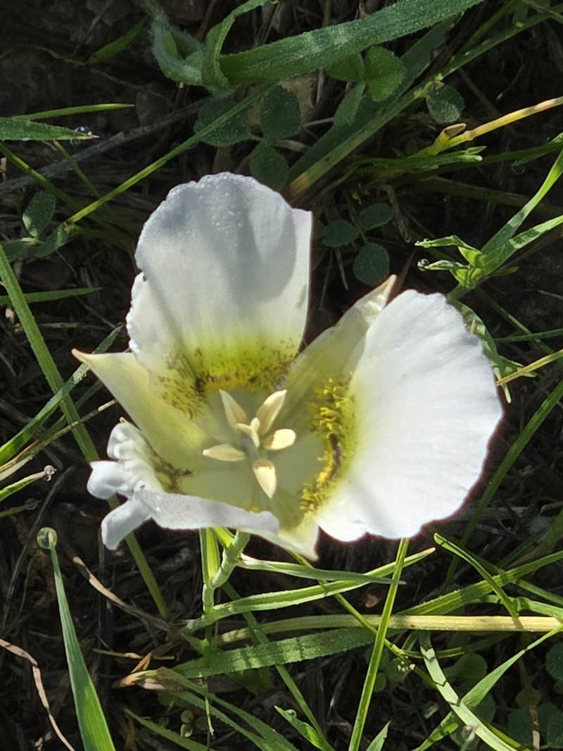 Calochortus gunnisonii var. gunnisonii photo 5