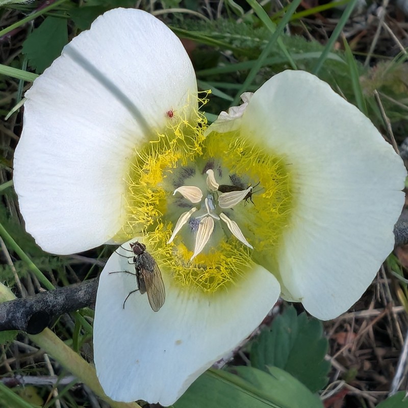 Calochortus gunnisonii var. gunnisonii photo 6