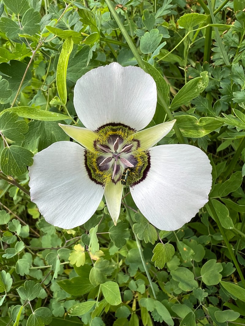 Calochortus gunnisonii var. gunnisonii photo 7