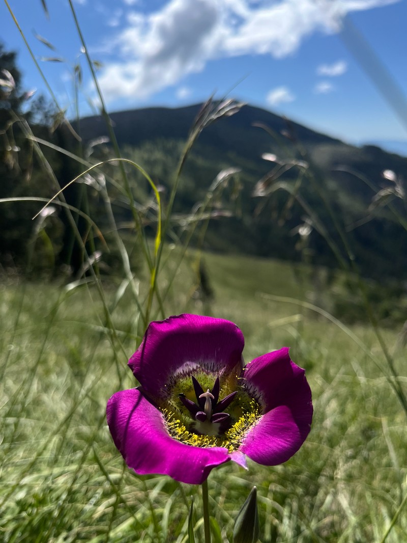 Calochortus gunnisonii var. gunnisonii photo 8