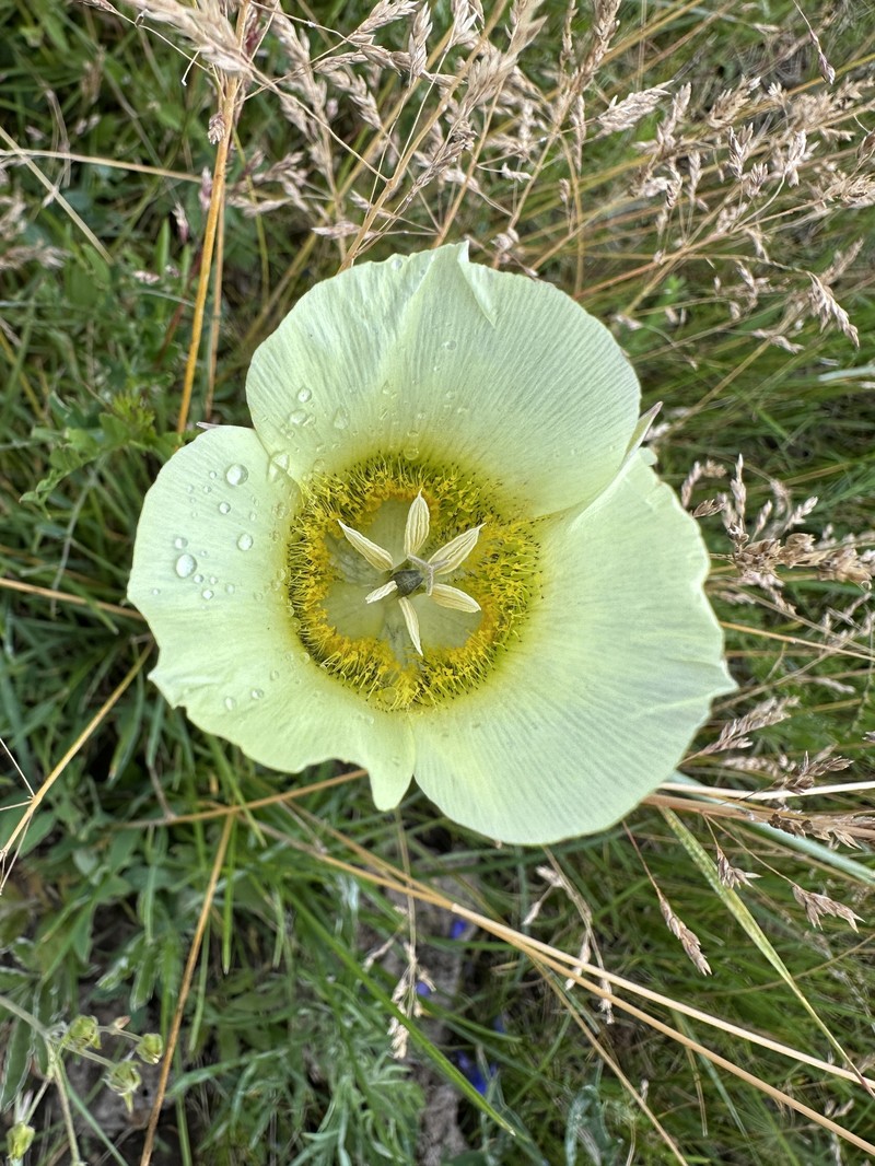 Calochortus gunnisonii var. perpulcher
