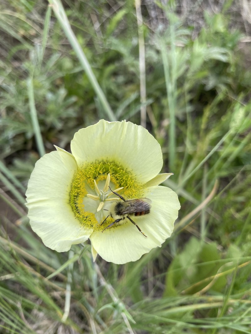 Calochortus gunnisonii var. perpulcher photo 2