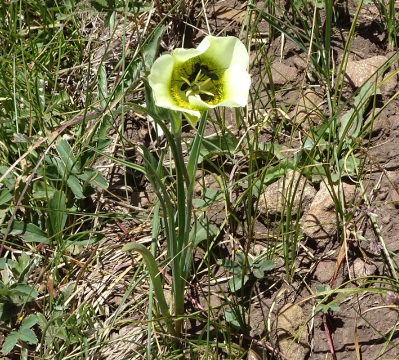 Calochortus gunnisonii var. perpulcher photo 3