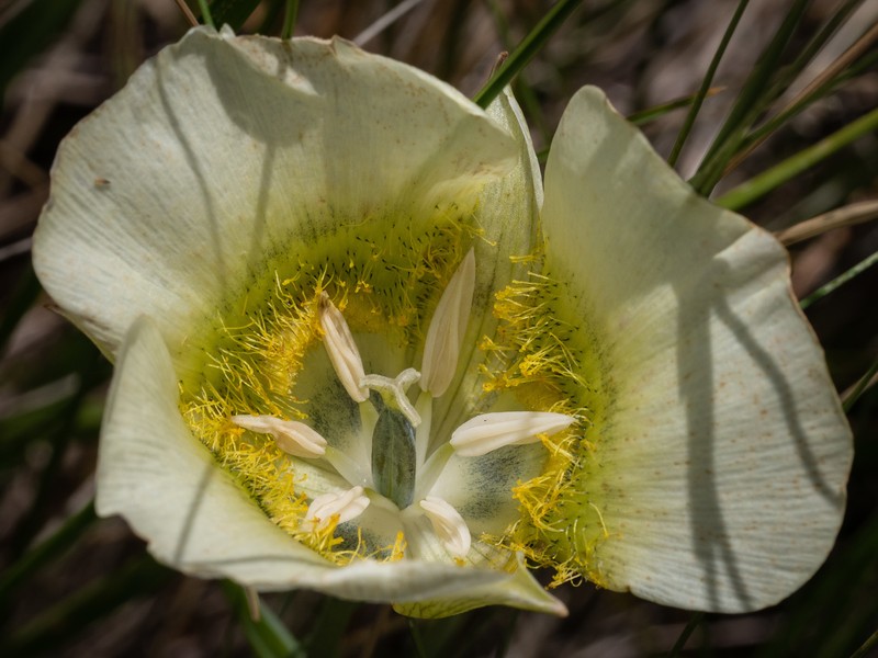 Calochortus gunnisonii var. perpulcher photo 4